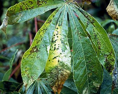 Bacterial Diseases of Plant