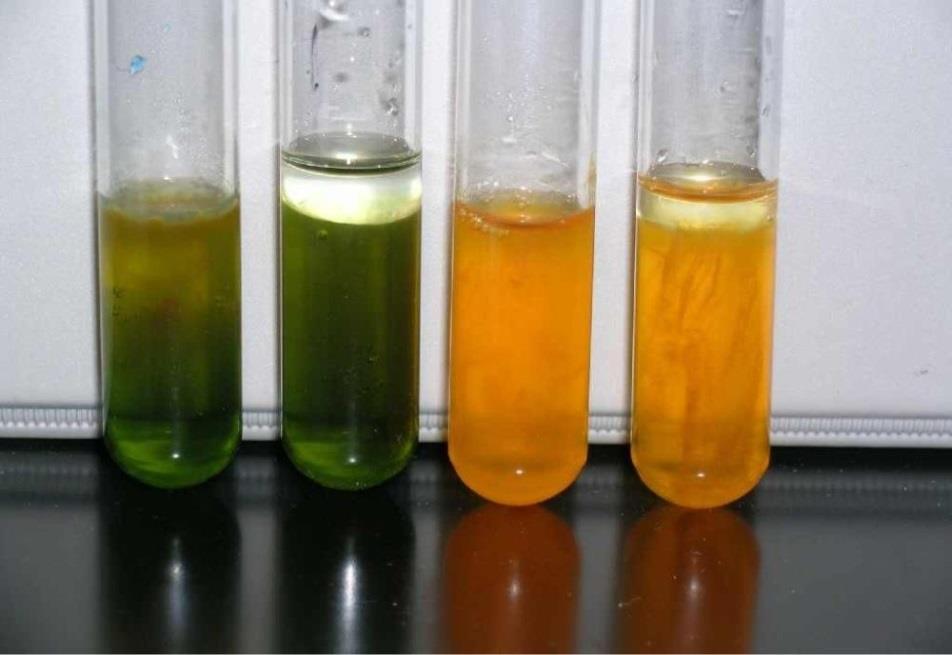 Diagnosis of bacterial diseases of plants Biochemical tests Oxidation / fermentation Test o In presence of oxygen, glucose is oxidized; in absence of oxygen glucose is fermented.