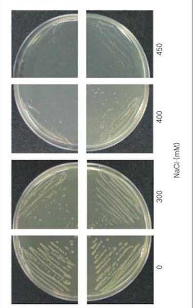 Diagnosis of bacterial diseases of plants Biochemical tests Tetrazolium salts tolerance test o certain bacteria are sensitive to tetrazolium salts.
