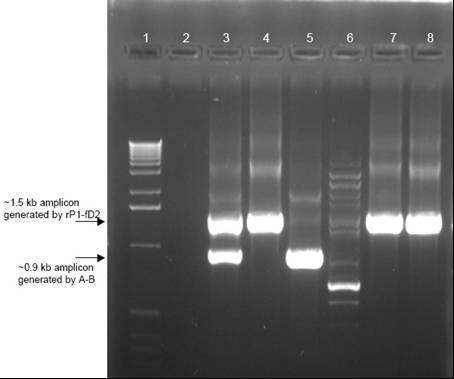 Diagnosis of bacterial diseases of plants PCR