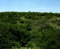 restored vireo habitat (~6' high, 30-60% cover)