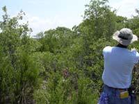 black-capped vireo habitat favors Ashe juniper