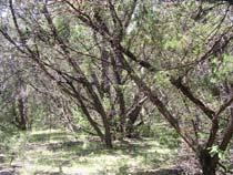 cedar brake ), continued Fire suppression allows cedar (Juniperus ashei) to increase converts to Ashe juniper woodland may be converting mixed woodland to