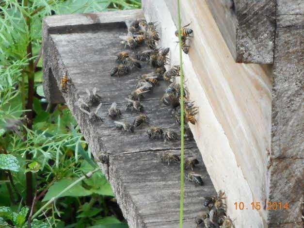 Text makes no mention of: Bee space Why inspect hives.