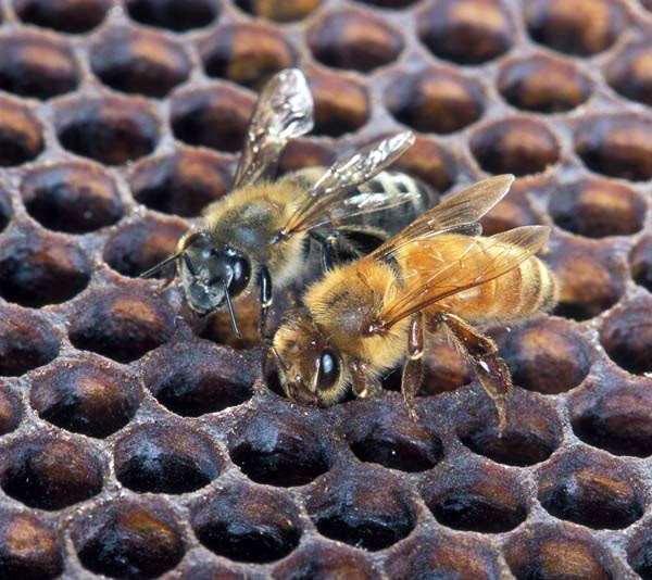 Advantages of Kenyan Bees Varroa: resistant Nosema: resistant Viruses -?
