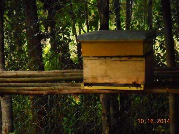 More Challenges : What Kenyan Beekeepers Complain About Difficult to attract bees to