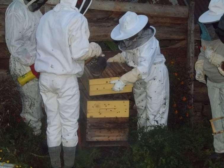 Hive Inspection