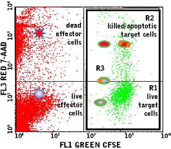 Once all the target cells have been gated as R3, derive a plot of the poly caspases apoptosis reagent in FL2 (SR-FLICA ) vs. live/dead viability stain in FL3 (7-AAD) (Figure 23).