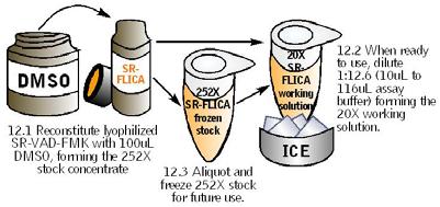 2. If not using all of the 2500X CFSE stock concentrate at the same time it is reconstituted, it may be stored at -20 C for 6 months.