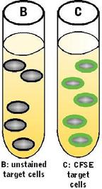 Adjust the PMT voltage so that the stained target cells population falls within the 3 rd or 4 th decade (here, the cells shift to the right).