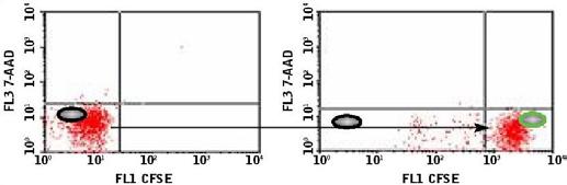 Figure 15a. Control A: Using a control tube containing CFSEstained target cells and effector cells (E+T), create a forward scatter (FSC) vs. side scatter (SSC) plot (Figure 16a).