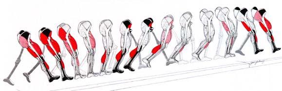 Efficient & stable biped walking Problem: Activation & control Solution: phasic variation of