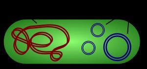 CEQ: Sequencing, Ref info, Plasmids A plasmid is a DNA molecule that is separate from, and can replicate independently of, the chromosomal DNA.[1] They are double stranded and in many cases, circular.