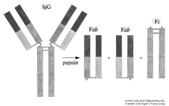 Classes of Antibodies Five different types of H chains define the five classes of Ig and their physiological function: IgA, IgD, IgE, IgG and IgM Two types of light chains Structure of Immunoglobulin