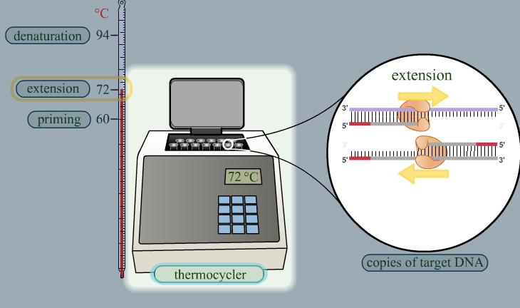 PCR: The Process