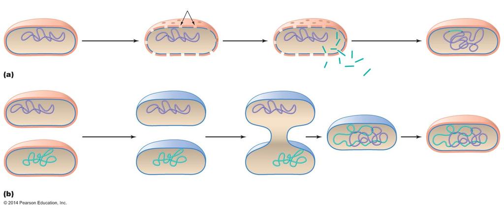 Figure 8.9a-b Artificial methods of inserting DNA into cells.