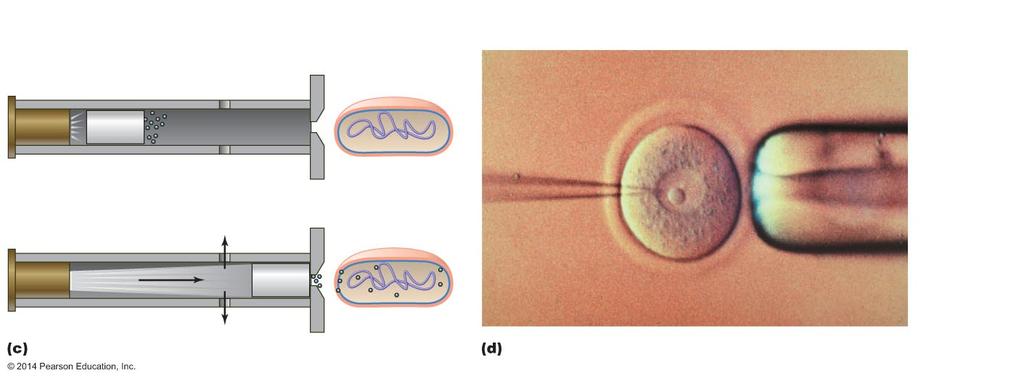 Figure 8.9c-d Artificial methods of inserting DNA into cells. Micropipette containing DNA Target cell's nucleus Blank.