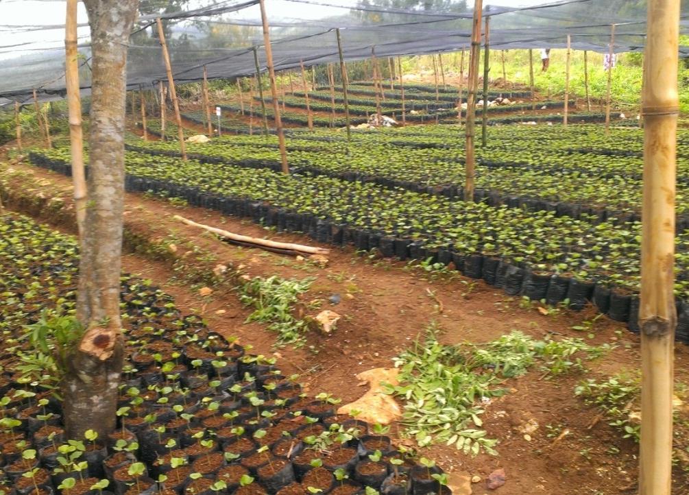 Coffee and cocao agroforestry systems in