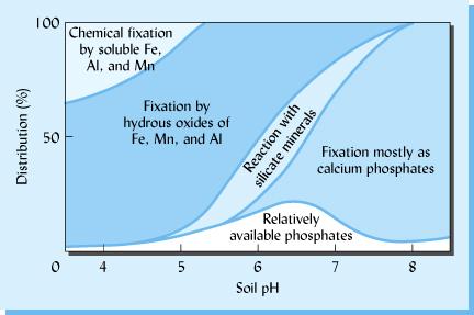 Figure 13.10 Inorganic fixation of added phosphates at various soil ph values.