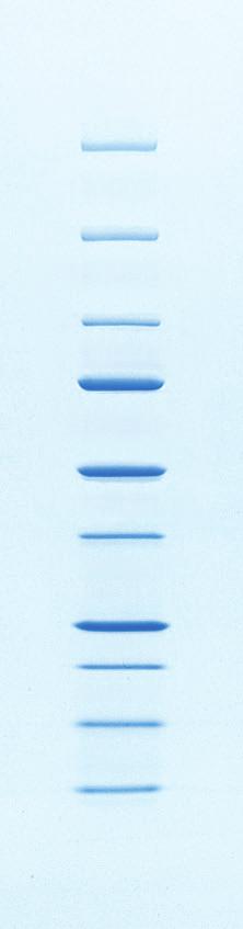 blotting tech note 2847 Strep-tag Technology for Molecular Weight (MW) Determinations on Blots Using Precision Plus Protein Standards Introduction Bio-Rad has consistently provided innovative