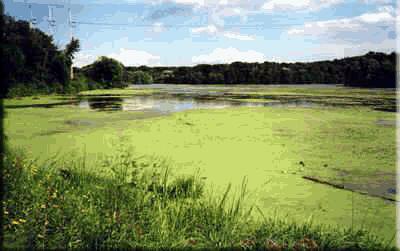 HUMAN IMPACTS Eutrophication caused by too