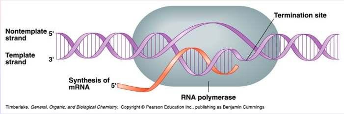 RNA Polymerase During transcription, RNA polymerase moves along the DNA template in the 3-5