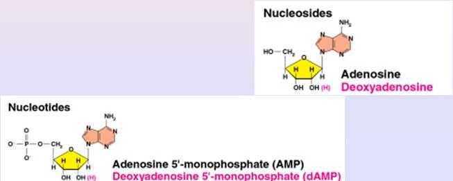 Nucleosides and Nucleotides A nucleoside consists of a nitrogen base linked by a glycosidic bond to C1 of a ribose or deoxyribose Nucleosides are named by changing the the nitrogen base ending to