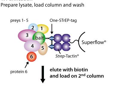 One-STrEP TM The One-STrEP system isolates protein complexes by a single affinity purification step on Strep-Tactin Superflow, including short washing only, thereby enabling co-purification of weakly