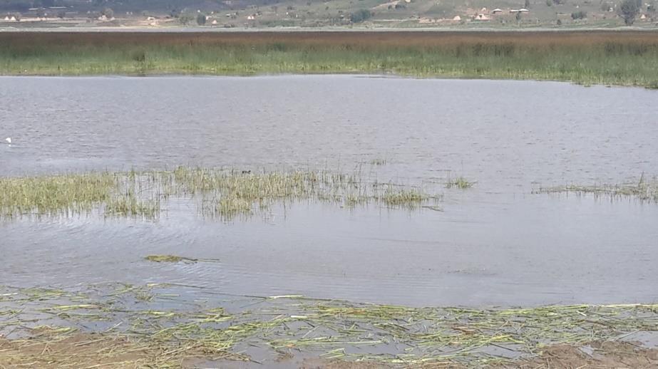 Apparently Lake Haramaya is not dead but sleeping Lake Revive Lake Haramaya initiative Task Force from