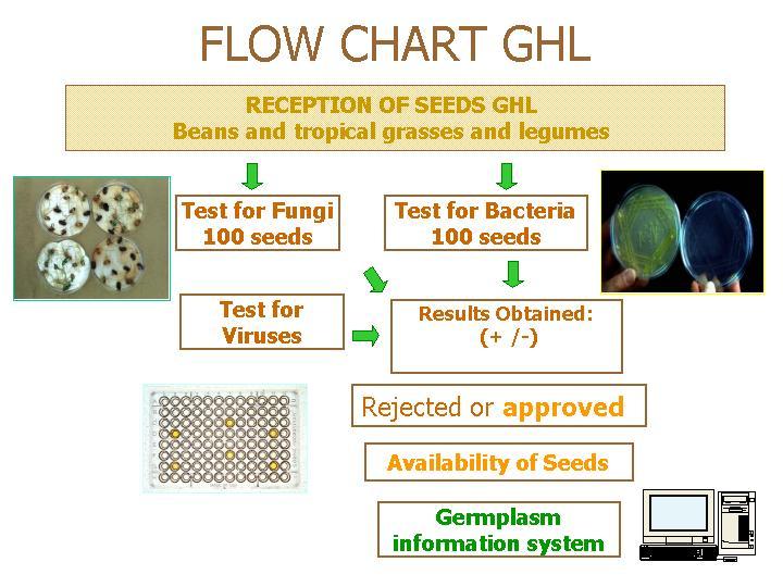 2 Fig 1. Flow chart GHL TESTING PROCEDURES The seed health testing methods used at CIAT for beans, cassava and tropical pastures are summarized in Table 1.