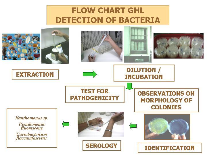 5 Figure 3. Flow chart GHL for detection of bacteria.