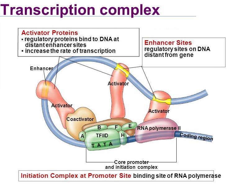 Transcription Complex Only when all transcription factors have been