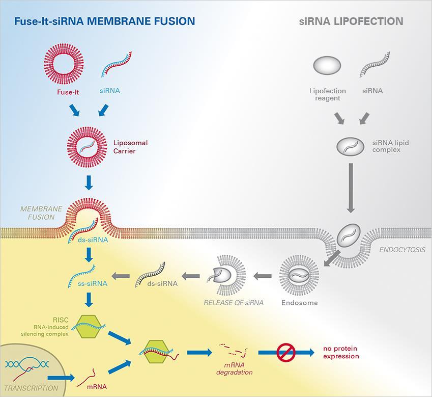 Figure 1: Simplified illustration of the membrane fusion mechanism of Fuse-It-siRNA vs. classical lipofection and the subsequent pathway of gene silencing by RNAi.