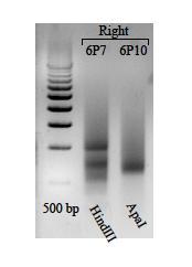 was also long enough for sequencing, having around 650 bp. This band was also chosen for a third round of PCR. The results for the third round of PCR can be seen in Figure 6.