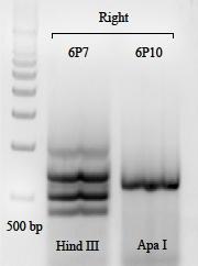 volume of DNA is preferred when sending a sample for sequencing. The results from the second attempt of second PCR can be seen in Figure 7. Figure 7. Second round of PCR on 6P7 and 6P10 (50 µl).