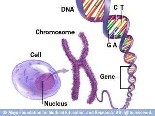 Genes It is estimated that there are approximately 20,000 protein coding genes in the nuclear genome These unique single-copy genes