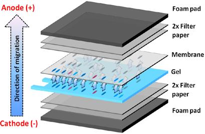 5. Transfer to membrane I. Wet four filter papers in Transfer Buffer. II. Assemble the transfer sandwich in a tray large enough to hold the plastic transfer cassette.
