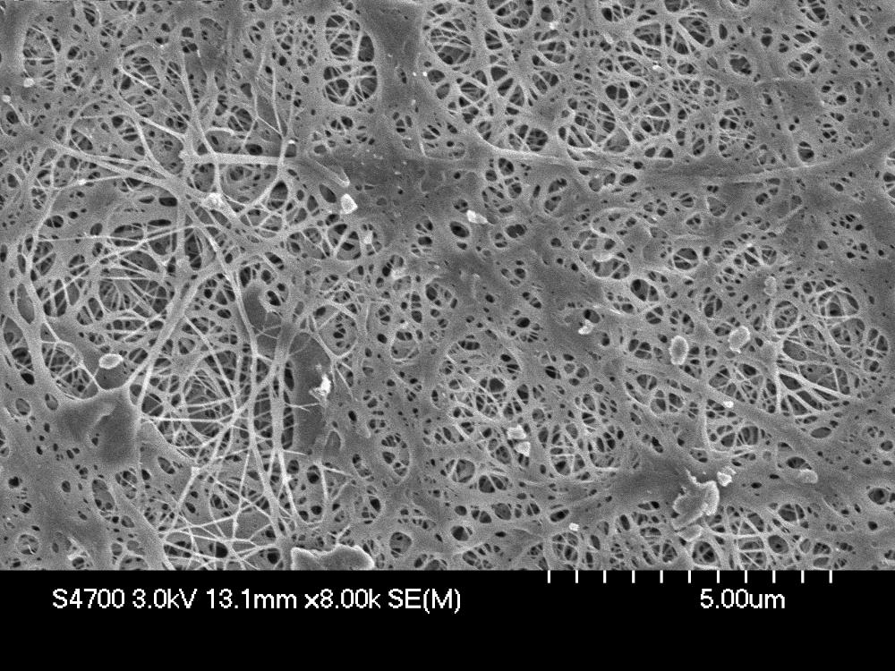 High Performance Structure and Materials VI 381 This frozen bacterial cellulose pellicle was freeze-dried for four days by using a laboratory freeze-dryer (FDU-1200, Advantec Toyo Kaisha, Ltd.
