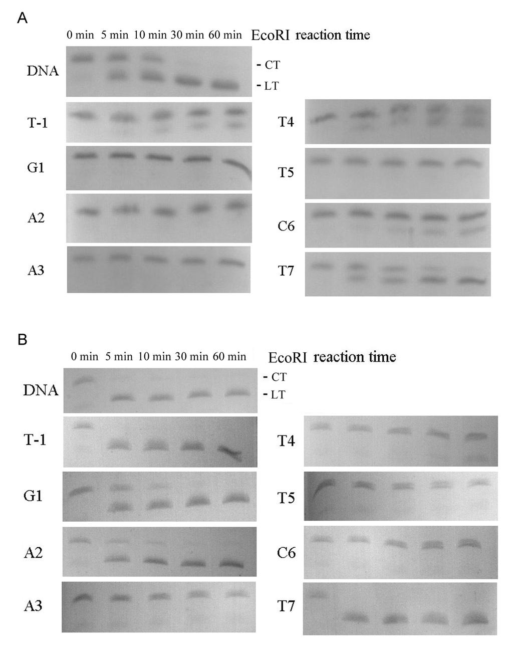 Fig. S3 (A) Denaturing PAGE analysis of the cleavage of LNA-modified circular templates (LNA-CT at different modification positions) by EcoRI. DNA duplex was used as control.