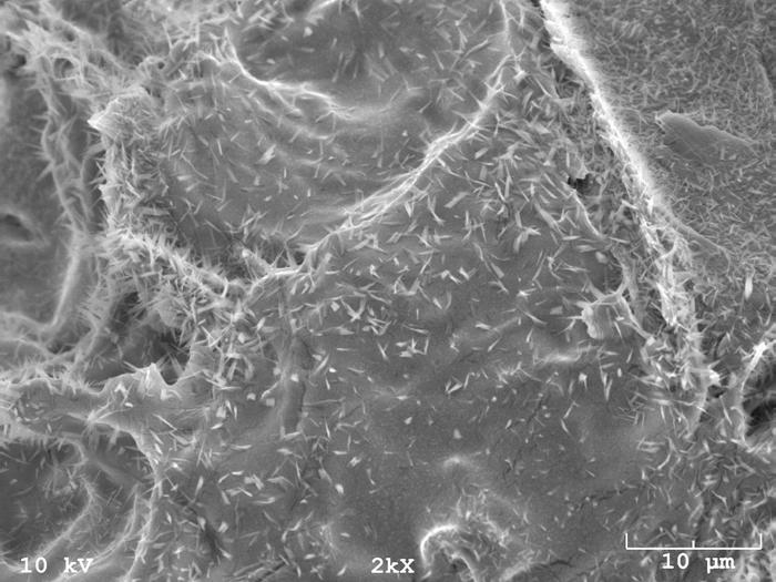 Dispersion of CNF in composites Cellulose nanofibrils