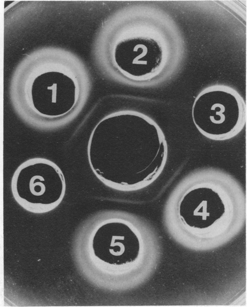VOL. 15, 1975 HSV-RELATED ANTIGENS IN TRANSFORMED L CELLS We examined a total of six different clones of HSV-1-transformed L cells in immunodiffusion tests.
