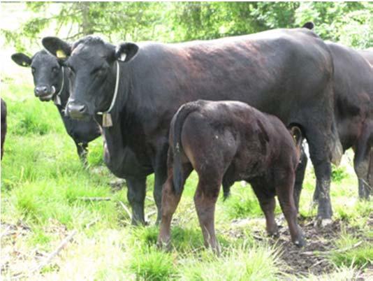 The potential for increased production efficiency in beef production ( G and/or E-improvements) Effectivity measures: Weaned calves/cow year Kg carcass/cow year Measured as: