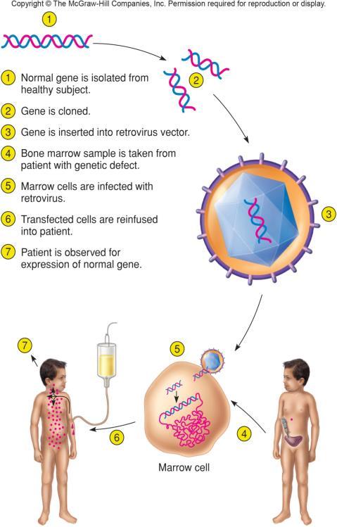10.6 Genetic Treatments: Introducing DNA into the Body Gene Therapy For certain diseases, the phenotype is due to the lack of a