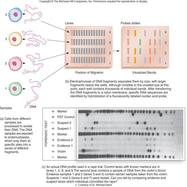 10.7 Genome Analysis: Maps and Profiles Genome Mapping and Screening Locus: the exact position of a particular gene on a chromosome Alleles: sites that vary from one individual to another; the types