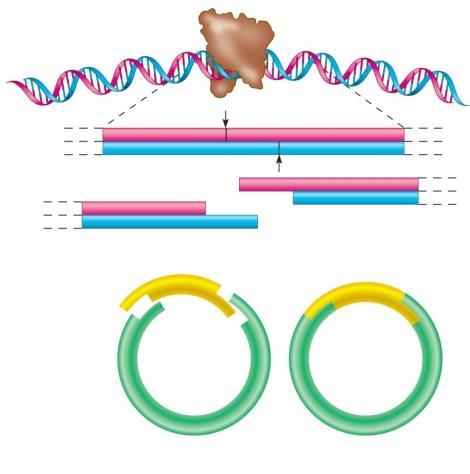 Enzymes: Restriction Endonucleases Enzymes that cut DNA Each has a known sequence of 4 to 10 pairs as its target Can recognize and clip at palindromes Madam, I m Adam GAATTC CTTAAG (1) (2) Copyright