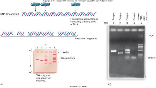 Analysis of DNA Gel Electrophoresis Electric gradient made DNA passes through agarose gel Small fragments move fastest Readable pattern of DNA fragments Nucleic Acid Hybridization and Probes Two