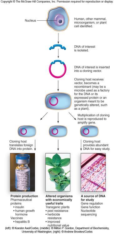 10.3 Methods in Recombinant DNA Technology Primary intent - deliberately remove genetic material from one organism and combine it with that of a different organism Form genetic clones Gene is
