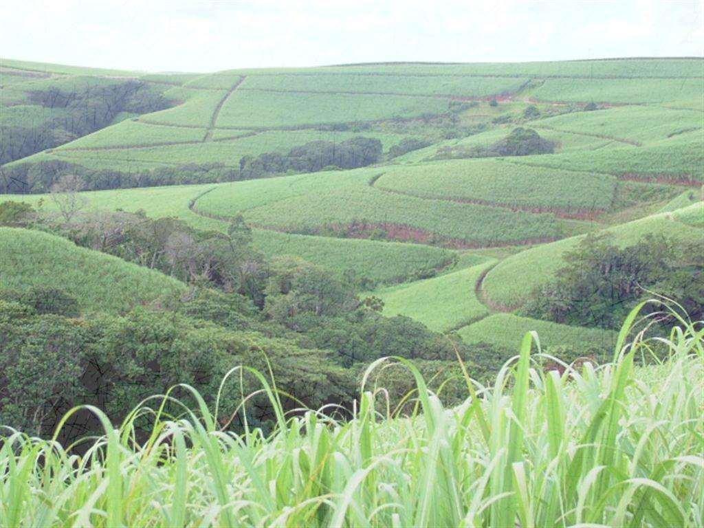 Genetically modified sugarcane and Eldana Sandy Snyman