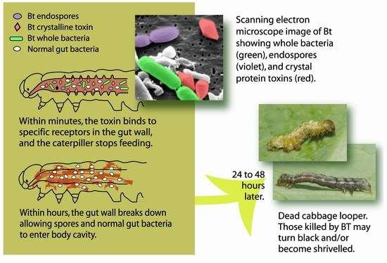 The insect resistance trait Bt = Bacillus thuringiensis = soil bacterium Produces a protein (Cry) that is toxic when ingested by