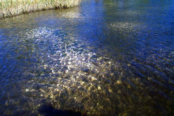 Lynnhaven River Basin Ecosystem Restoration PHASE 1: 1. Reef Habitat (10 acres) 2.